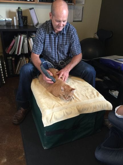 tripawd, cat, acupuncture