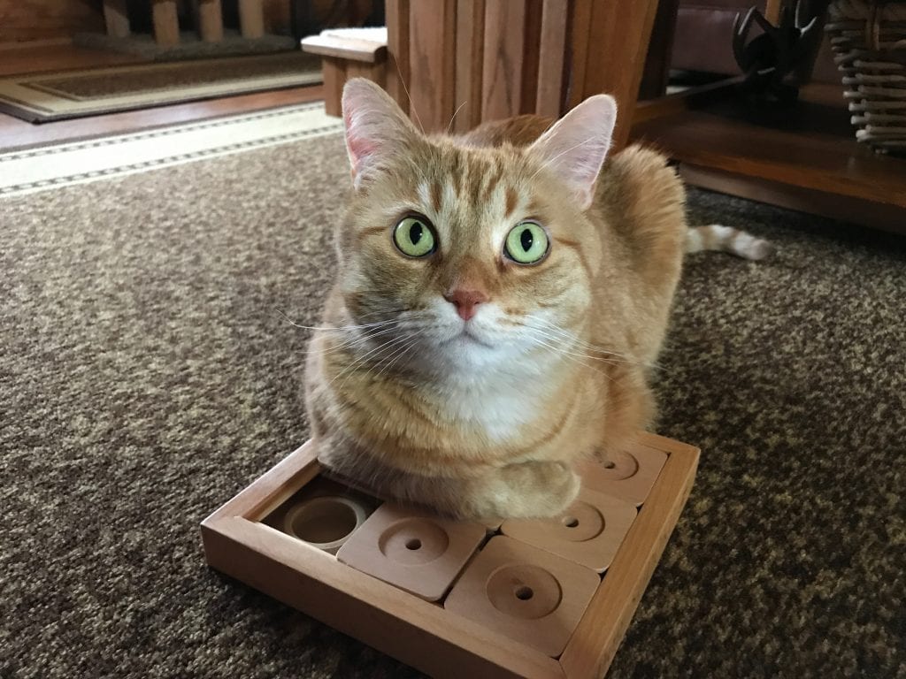 The Cat Brain Game Puzzle for Tripawds and Quadpawds