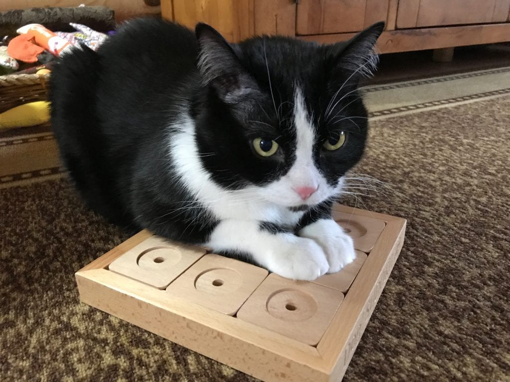 The Cat Brain Game Puzzle for Tripawds and Quadpawds